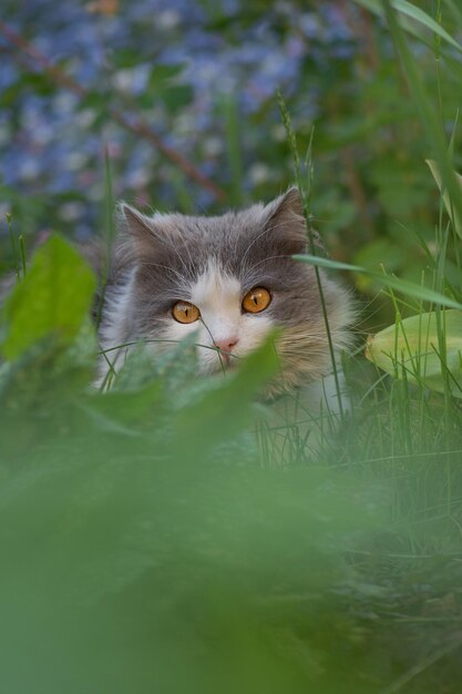 Beau chat et plantes fleuries dans le jardin Chaton dans le jardin