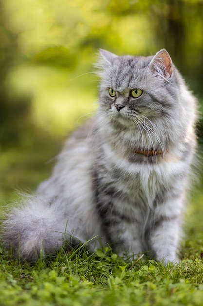 Beau chat poilu gris assis sur l'herbe dans le jardin