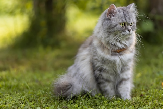Beau chat poilu gris assis sur l'herbe.