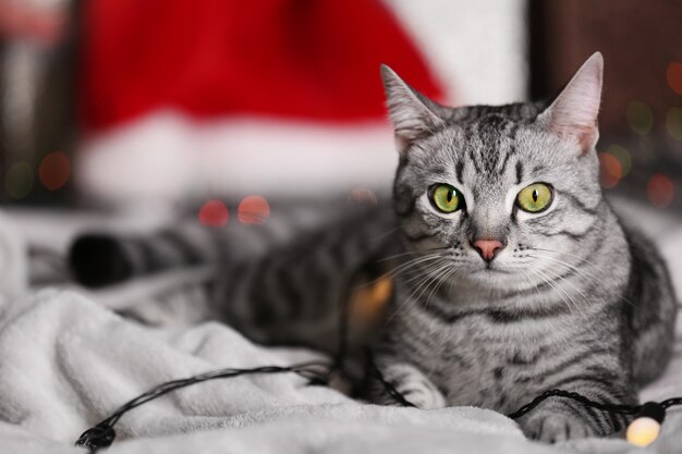 Beau chat près de l'arbre de Noël avec décoration