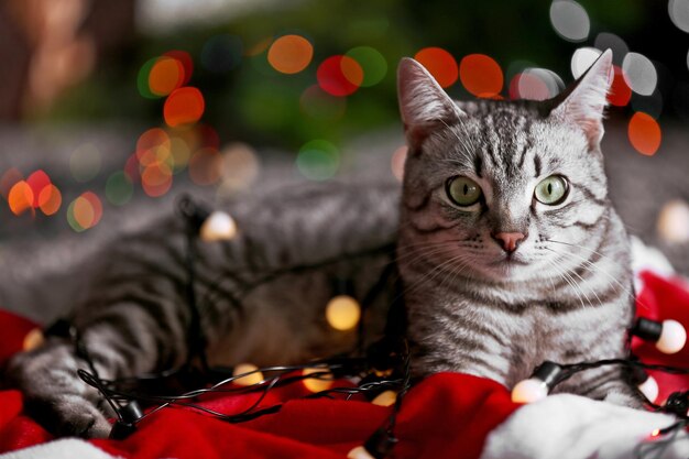 Beau chat près de l'arbre de Noël avec décoration