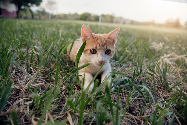 Beau chat profitant d'une belle journée