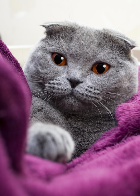 Un beau chat de race domestique se trouve enveloppé dans une couverture Scottish fold