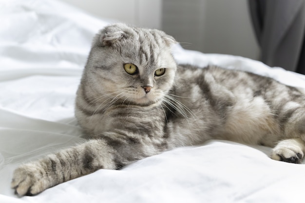 Beau chat de race pure sur un lit blanc le chat scottish fold se couche sur le dos et montre un duveteux
