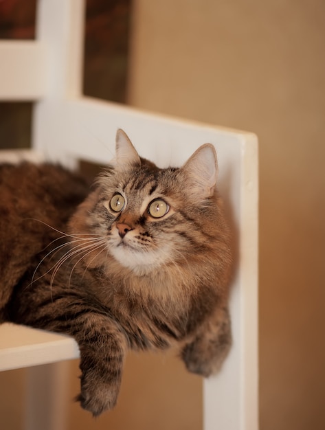 Beau chat rayé brun moelleux assis sur la chaise.