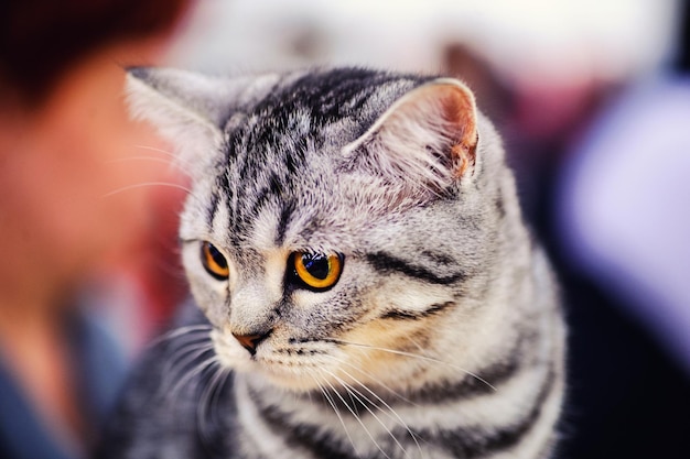 Beau chat rayé