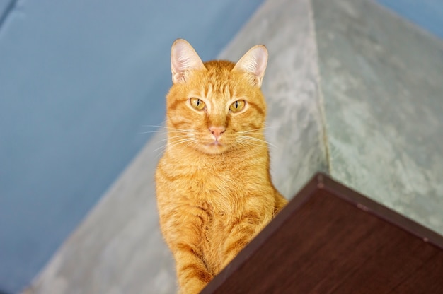 Beau chat rouge assis sur une étagère.