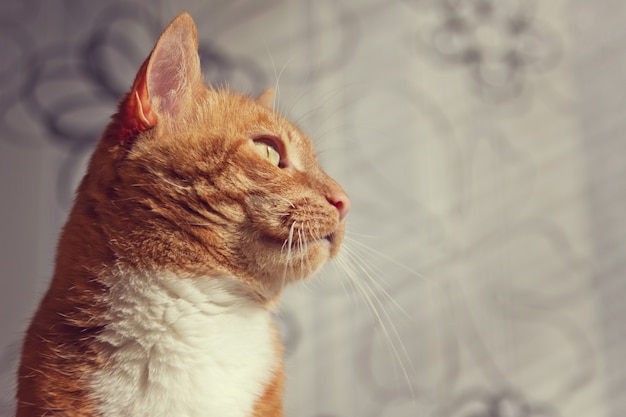 Beau chat rouge assis à la maison