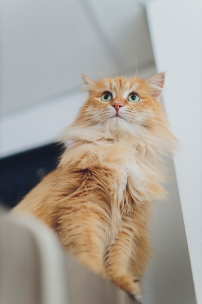 Beau chat rouge au point. Oeil de chat.