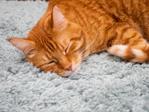 Un beau chat rouge dort sur un tapis moelleux.