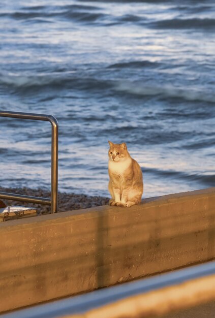 Photo beau chat rouge sur le fond de la mer