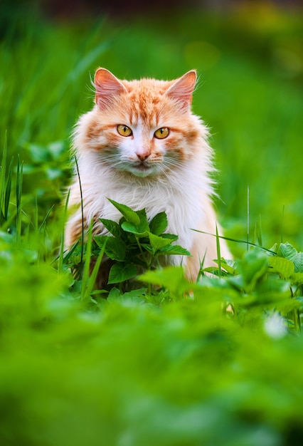 Beau chat rouge sur l'herbe verte. Jour d'été.