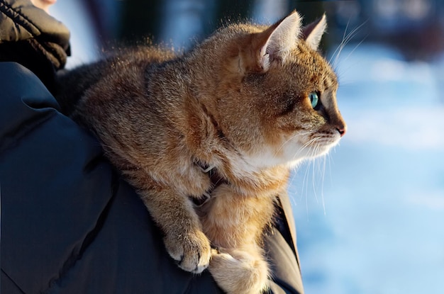 Photo le beau chat rouge moelleux est entre les mains de son propriétaire en hiver