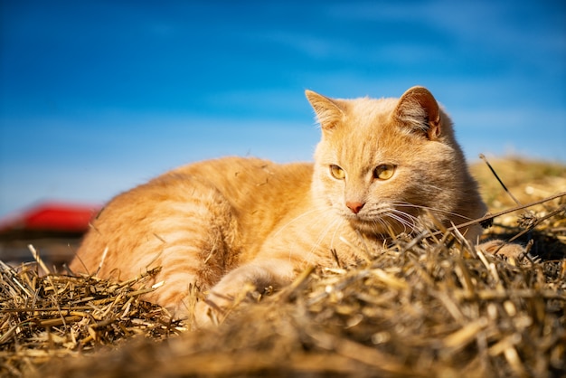 Beau chat rouge moelleux se trouvant sur le gros plan