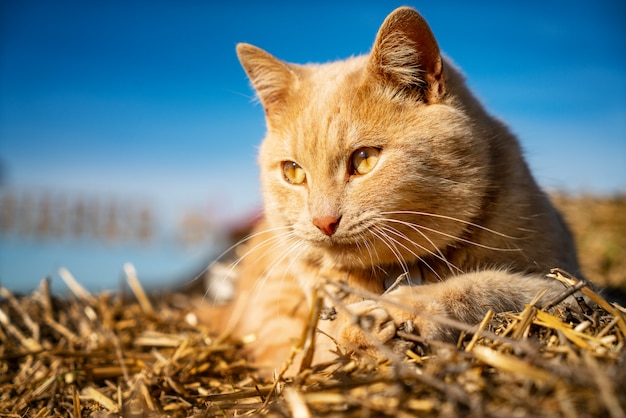 Beau chat rouge moelleux se trouvant sur le gros plan