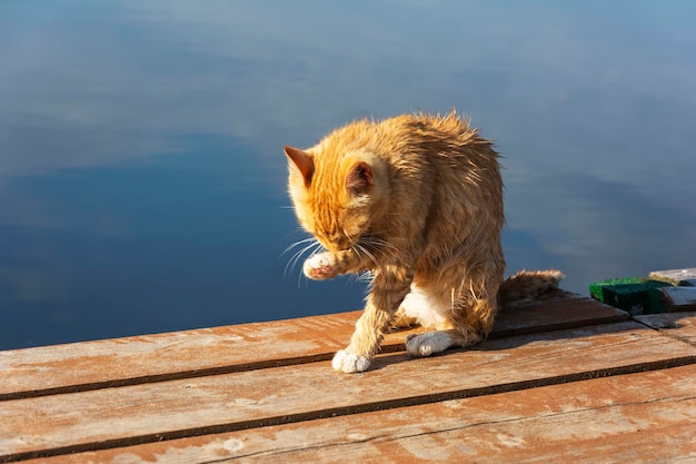 Un beau chat rouge se lave après une baignade décontractée sur la jetée du lac