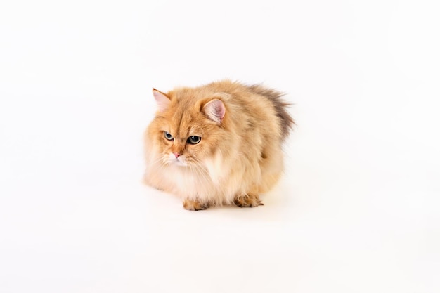 Un beau chat rouge surveille de près ce qui se passe sur un fond blanc et est prêt à faire un saut à tout moment