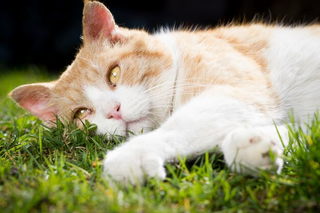 Beau chat rouillé reposant sur l'immense jardin botanique pendant le magnifique coucher de soleil printanier; l'air heureux