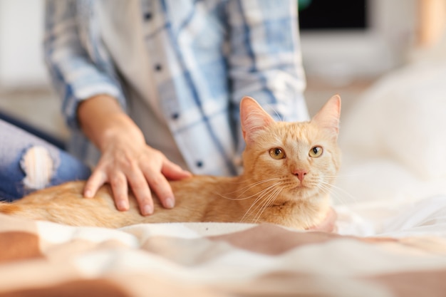 Beau chat roux à la maison