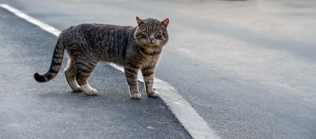 Beau chat de rue gris à l'extérieur