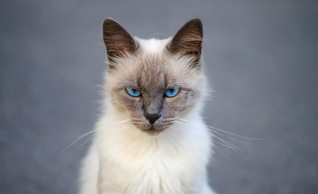 Beau chat de rue gris à l'extérieur