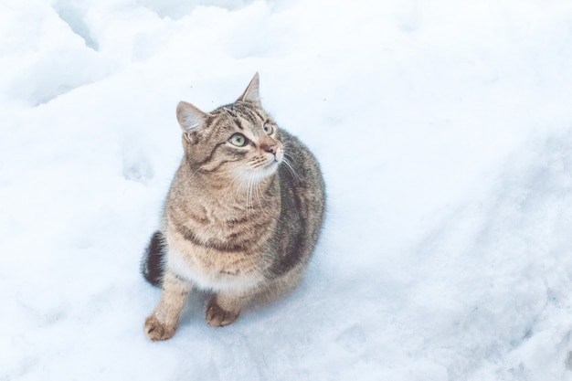 Beau chat de rue gris sur fond de neige, gros plan