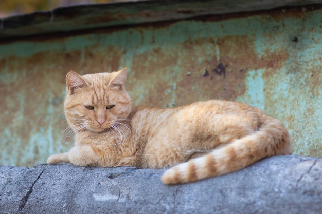 Beau chat de rue rougeâtre se trouvant dehors en été