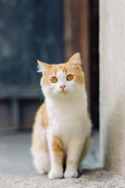 Un beau chat de rue roux aux yeux orange vif Un chat errant abandonné un problème d'animal de compagnie