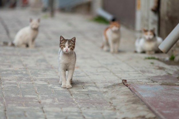 Un beau chat se promène dans les rues de la ville