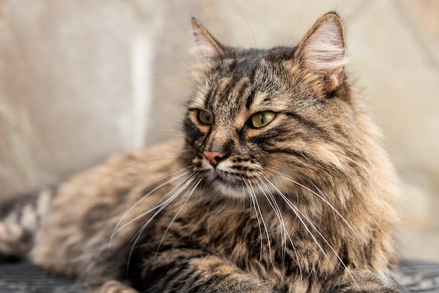 Un beau chat se trouve confortablement dans la rue et regarde quelque chose