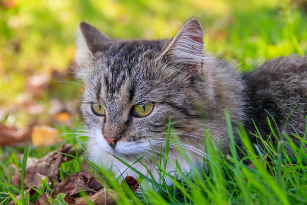 Beau chat se trouve sur l'herbe avec des feuilles. Animal de compagnie. Chat pour une promenade