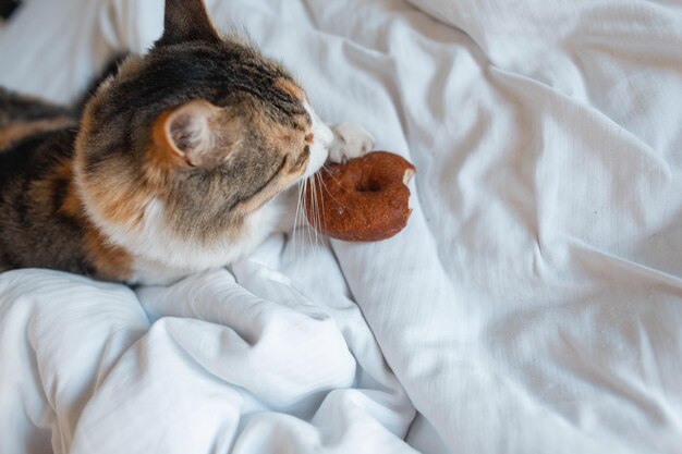 beau chat se trouve et mange un délicieux beignet sur un lit blanc