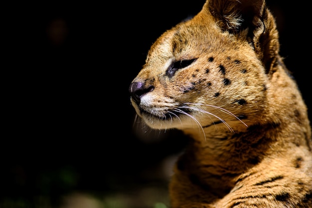 Photo beau chat serval