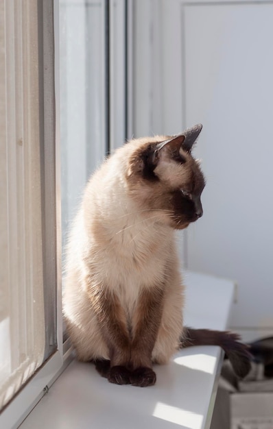 Le beau chat siamois détourné indifféremment de la fenêtre