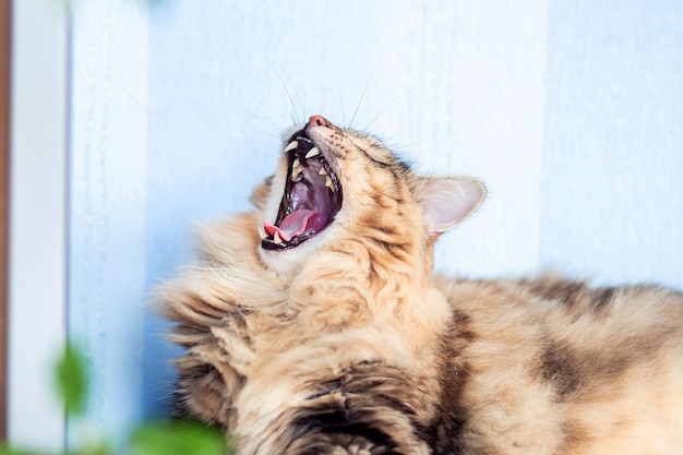 Le beau chat sibérien se trouve sur la table et bâille