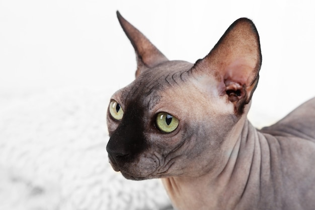 Photo beau chat sphinx gris sur tapis dans la chambre