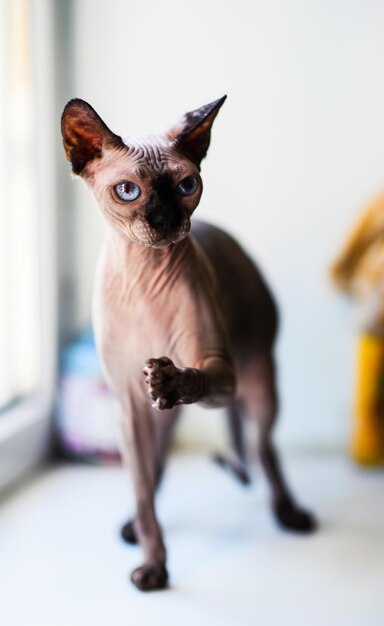 Un beau chat sphinx gris