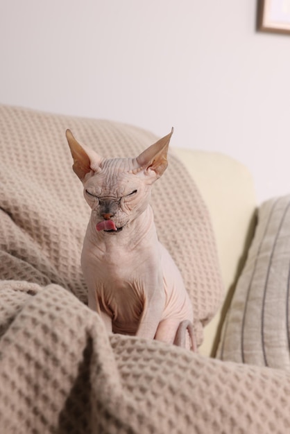 Beau chat Sphynx sur canapé à la maison