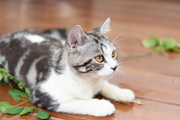 Beau chat tigré manger