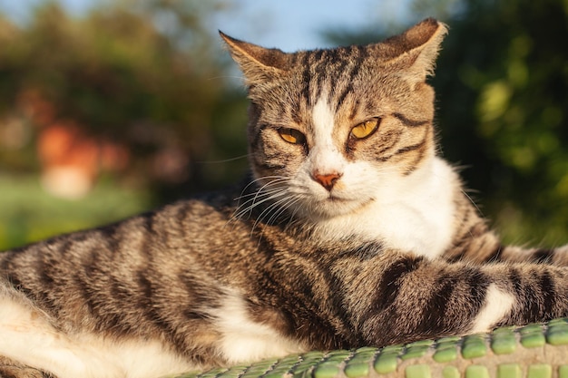 Le beau chat tigré se trouve au soleil lumineux