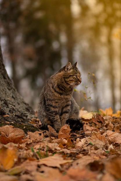 Beau chat tigré tacheté Chat tigré rayé Adorable chat tigré se promène dans le parc en automne