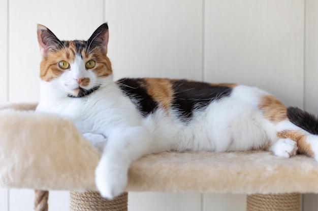 Le beau chat tricolore domestique avec de l'ambre jaune se trouve sur le chat jouant complexe à l'intérieur et regardant la caméra en gros plan sélectif