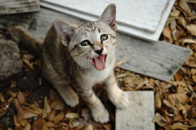 Photo beau chat