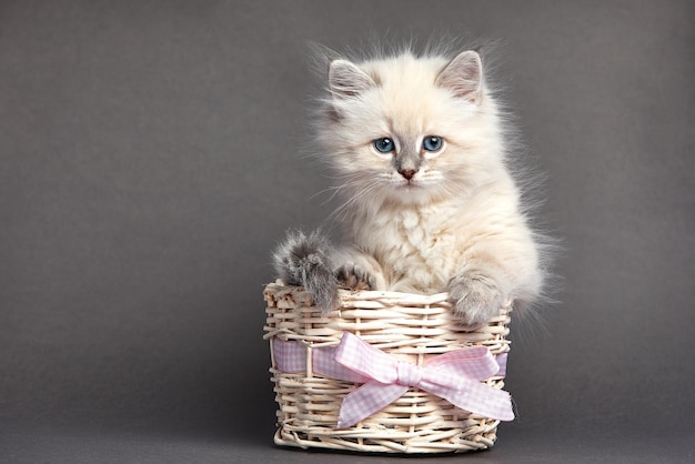 Un beau chaton aux yeux bleus est assis dans un panier avec place pour le texte