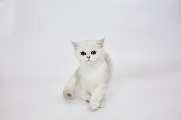 Un beau chaton blanc British Silver chinchilla