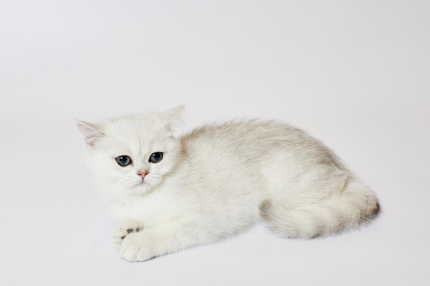 Un beau chaton blanc British Silver chinchilla