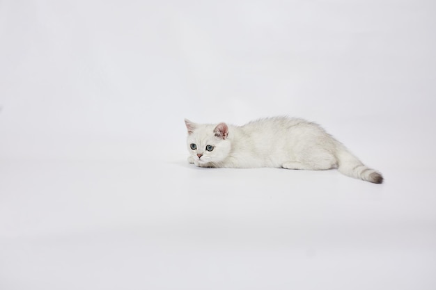 Un beau chaton blanc British Silver chinchilla