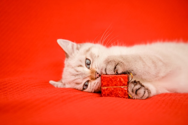 Un beau chaton blanc de race britannique se trouve sur une couverture rouge et tient une boîte-cadeau dans ses pattes