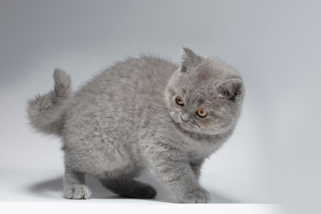 Beau chaton British Shorthair bleu sur fond gris clair en ludique