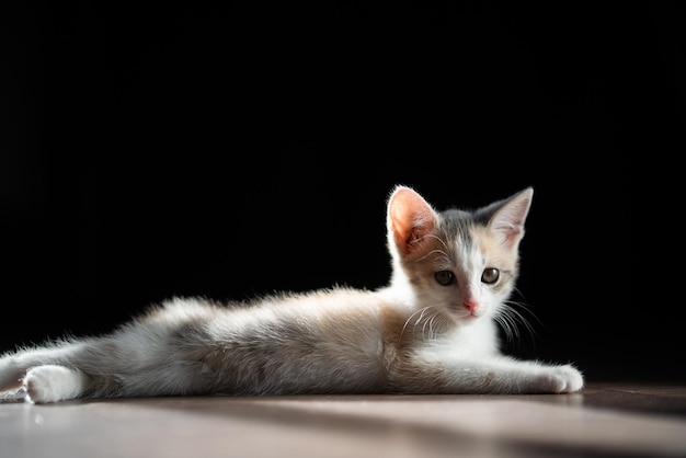 Un beau chaton est allongé sur le parquet. Il a l'air mignon à la caméra.